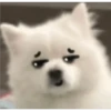 Expresiones perrito blanco🤍 26