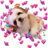 💕🩵Lindos perritos💚❤️ 15