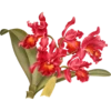 Iconography of Orchids - Lindenia 1885-1906 17