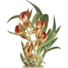 Iconography of Orchids - Lindenia 1885-1906 18