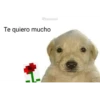 DOG 9
