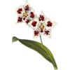 Iconography of Orchids - Lindenia 1885-1906 19