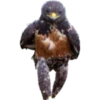 Buff Animals 16