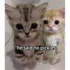 cats 12