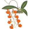 Iconography of Orchids - Lindenia 1885-1906 20