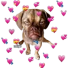 💕🩵Lindos perritos💚❤️ 16