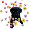 💕🩵Lindos perritos💚❤️ 17