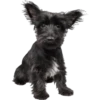 Quemuer the Puppy 7