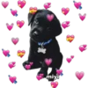 💕🩵Lindos perritos💚❤️ 18
