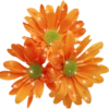 Flowers 7 29
