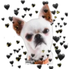 💕🩵Lindos perritos💚❤️ 19