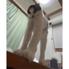 cats 13