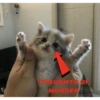 cats 14