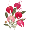 Iconography of Orchids - Lindenia 1885-1906 21