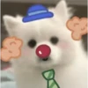 Expresiones perrito blanco🤍 29