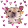 💕🩵Lindos perritos💚❤️ 21