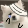 Expresiones perrito blanco🤍 30