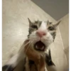 cats 15