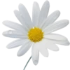 Flowers by sononicola 7