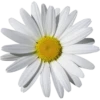 Flowers by sononicola 8
