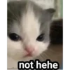 gatitos2 5