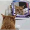 gatitos2 6