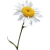 Flowers by sononicola 10