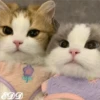 🎄Gatitos 2😺 6