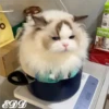 🎄Gatitos 2😺 8