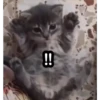 gatitos2 8