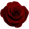Flowers by sononicola 12
