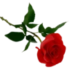 Flowers by sononicola 13