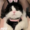 🎄Gatitos 2😺 9