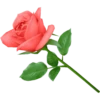 Flowers by sononicola 14