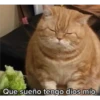 gatitos2 10