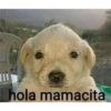 perro chistoso 5