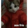 gatitos2 11