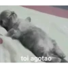 gatitos2 12