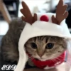 🎄Gatitos 2😺 10