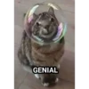 gatitos2 13