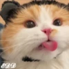 🎄Gatitos 2😺 11