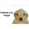 perro chistoso 6