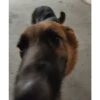 perro chistoso 7
