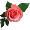 Flowers by sononicola 16