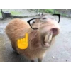 DOG 6