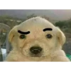 perro chistoso 8