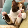 🎄Gatitos 2😺 12