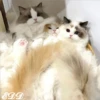 🎄Gatitos 2😺 13