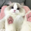 🎄Gatitos 2😺 14