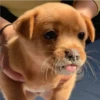 perro chistoso 9